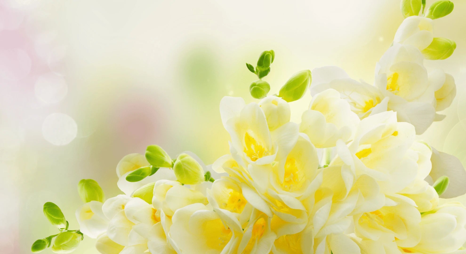 Bannière Duchessence offre serviette exfoliante